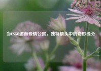 当CSGO邂逅爱情公寓，独特情头中的奇妙缘分
