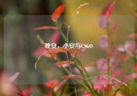 晚安，小安与CSGO