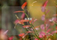 红不红