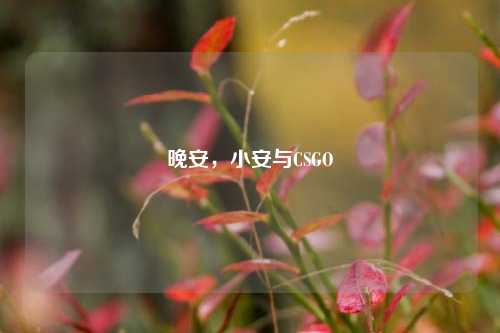 晚安,小安与CSGO