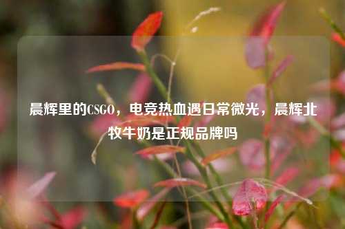 晨辉里的CSGO，电竞热血遇日常微光，晨辉北牧牛奶是正规品牌吗