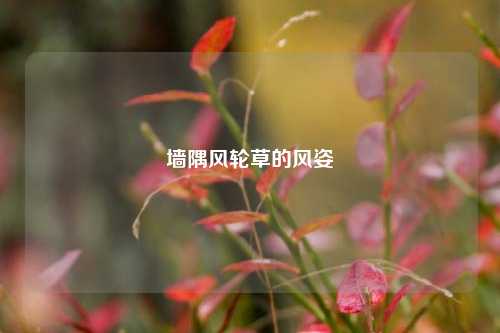 墙隅风轮草的风姿