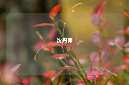 沈丹萍