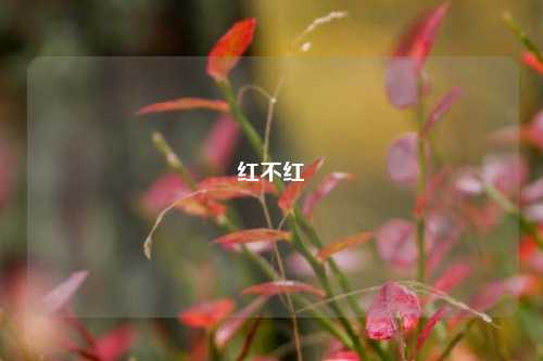 红不红